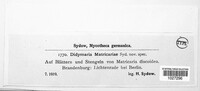 Didymaria matricariae image